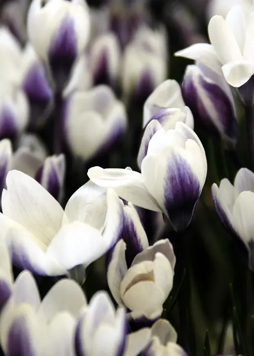 A photo of Crocus Prins Claus (Specie) Pack of 8