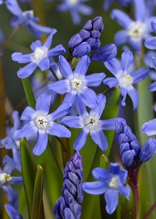 A photo of Chionodoxa Forbesii (Scilla) Pack of 18