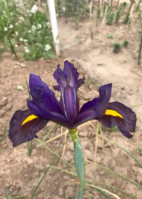 A photo of Iris Black Beauty Pack of 10