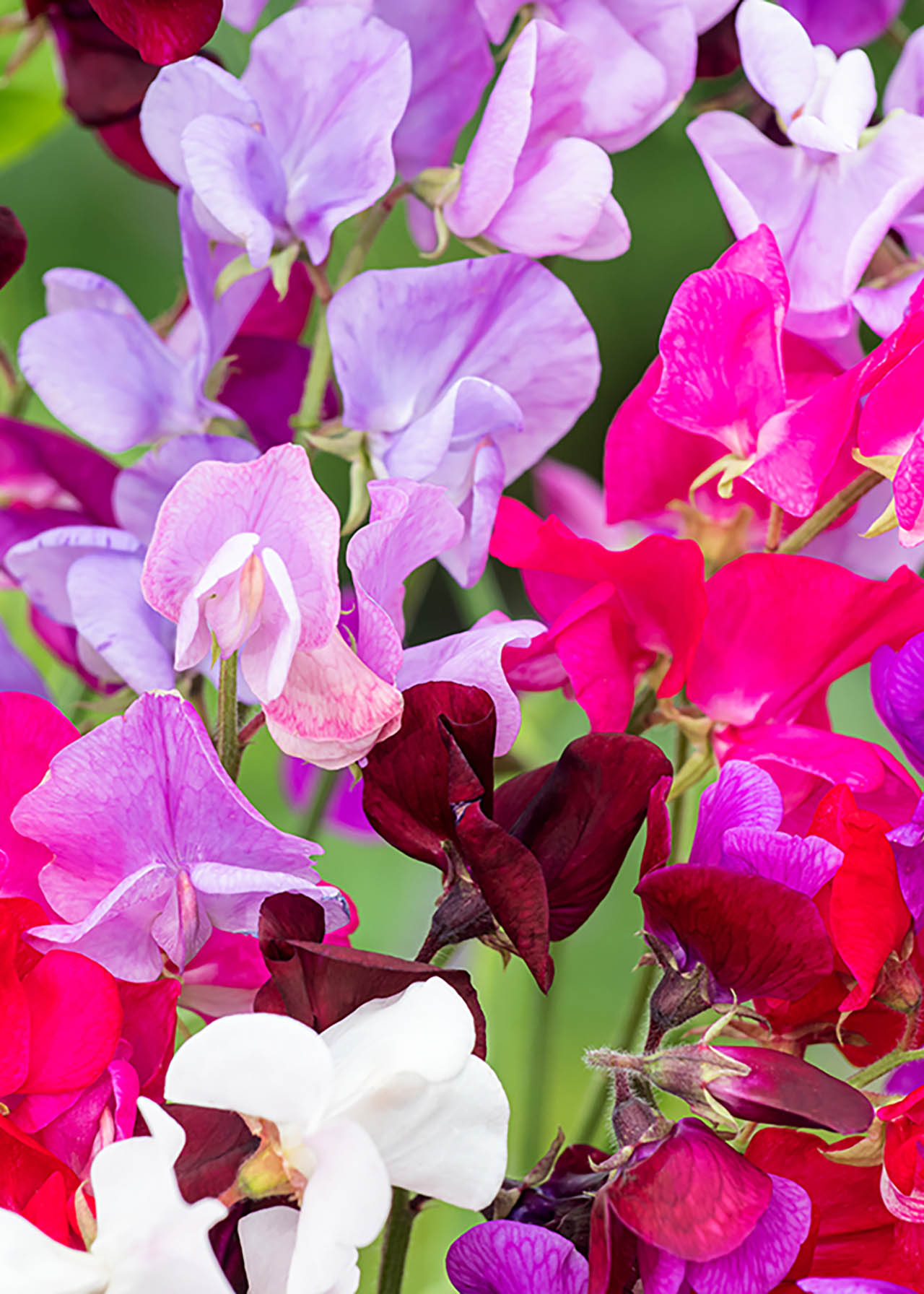 Sweet Pea Spencer Mixed 6X9cm