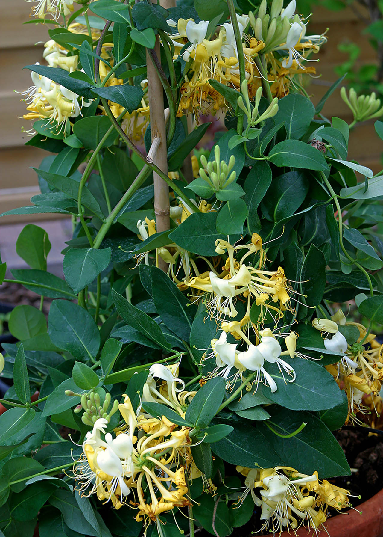 Lonicera Scentsation 3ltr