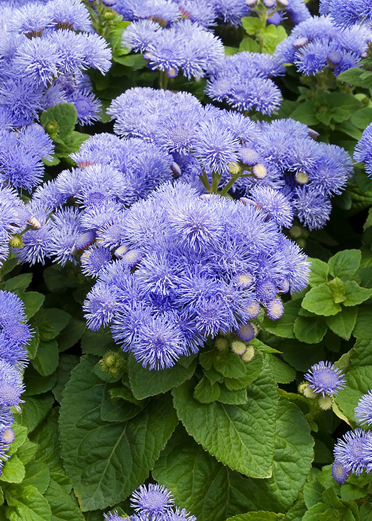 Ageratum Blue F1 Champion 6pk