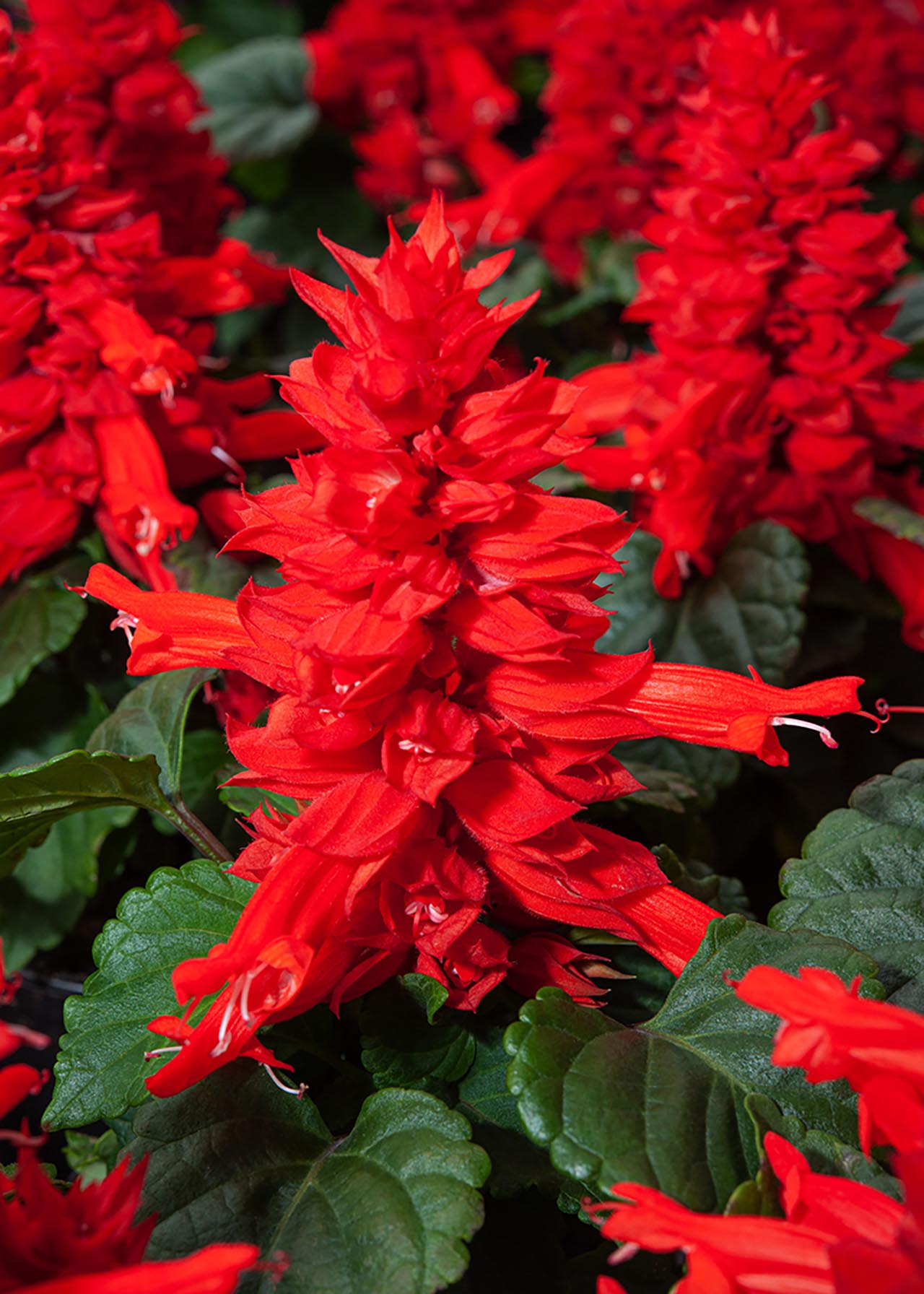 Salvia Red 6pk