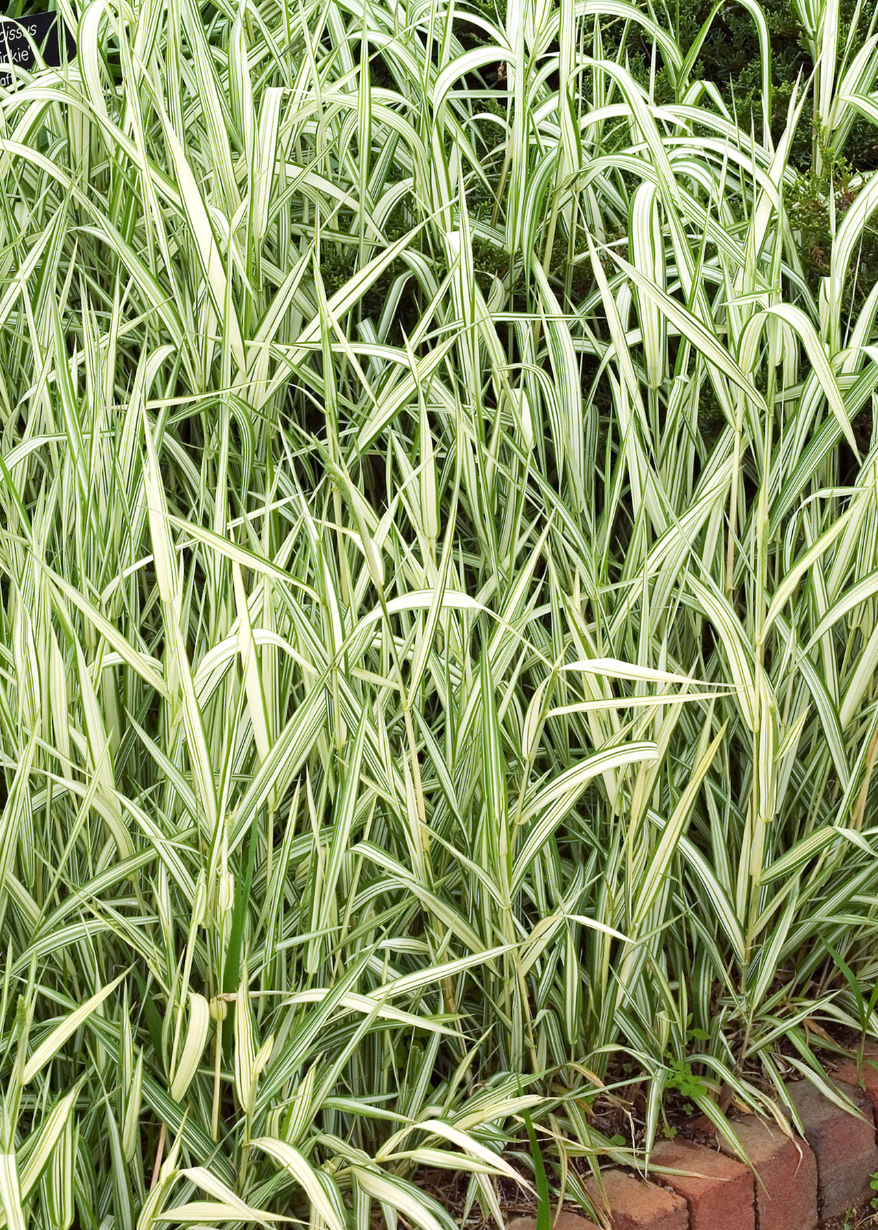 Phalaris Feesey 2ltr