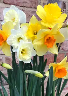 Daffodil (Narcissus) Mixed Colours Carripack 1.5kg