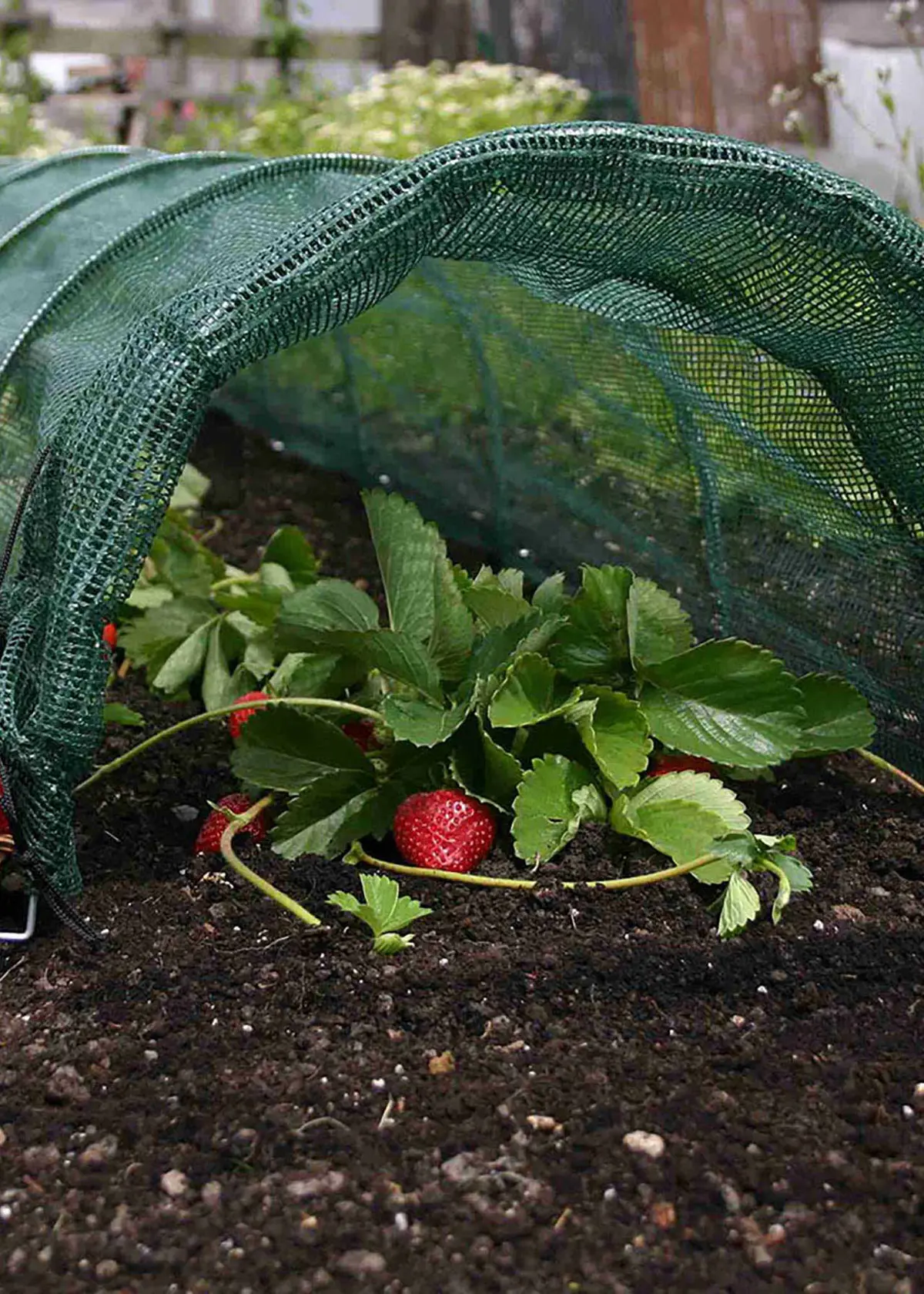 A photo of Standard Easy Net Tunnel