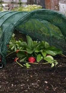 Standard Easy Net Tunnel