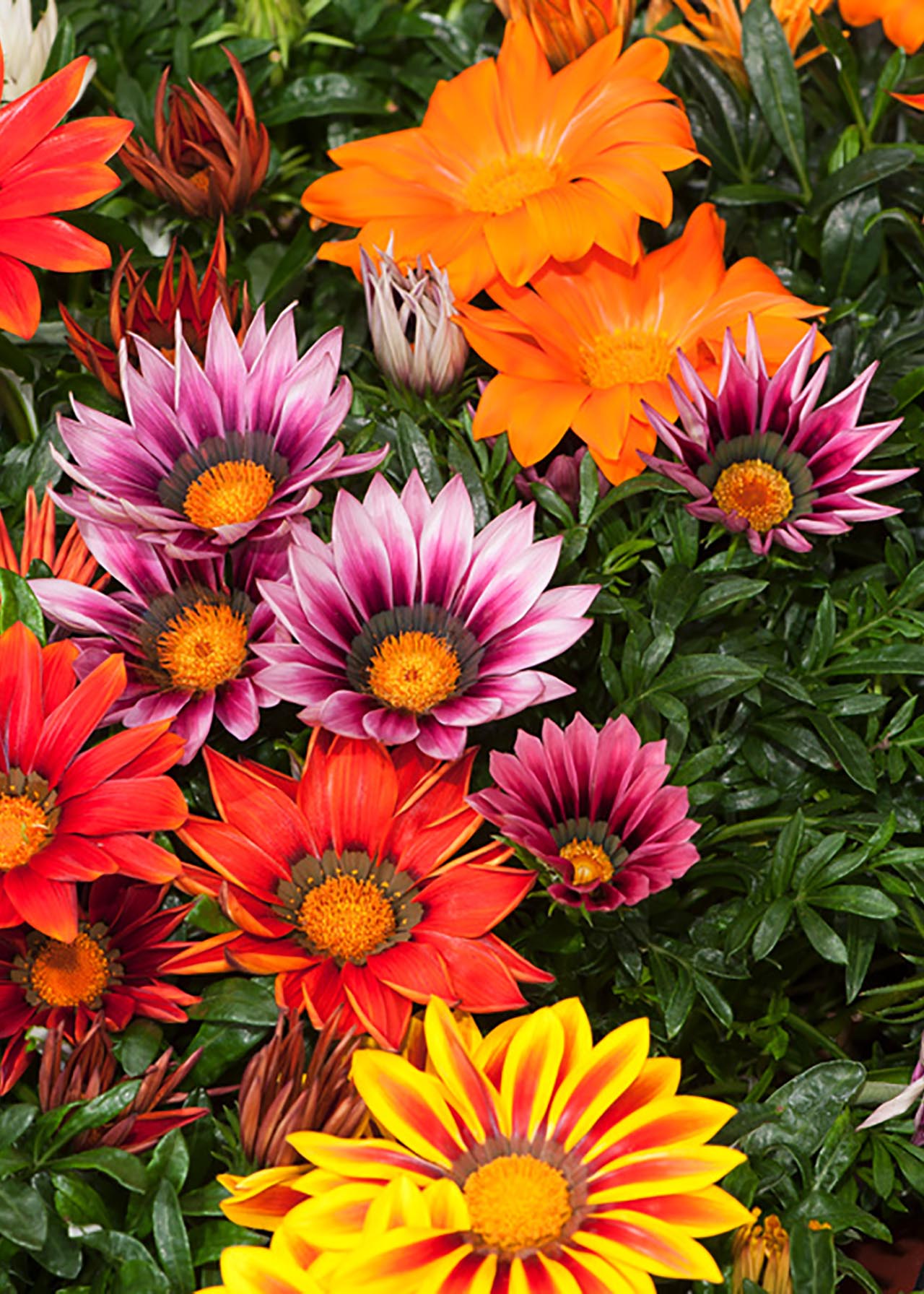 Gazania Gazoo Mix 1ltr