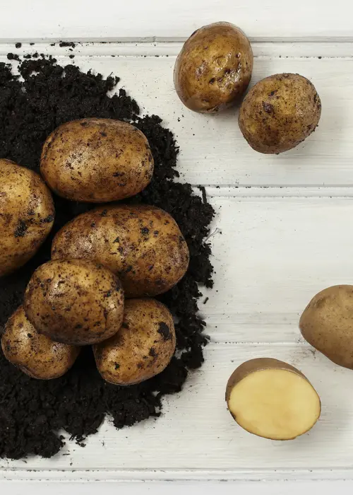 A photo of Seed Potato Organic Colleen 1.5kg