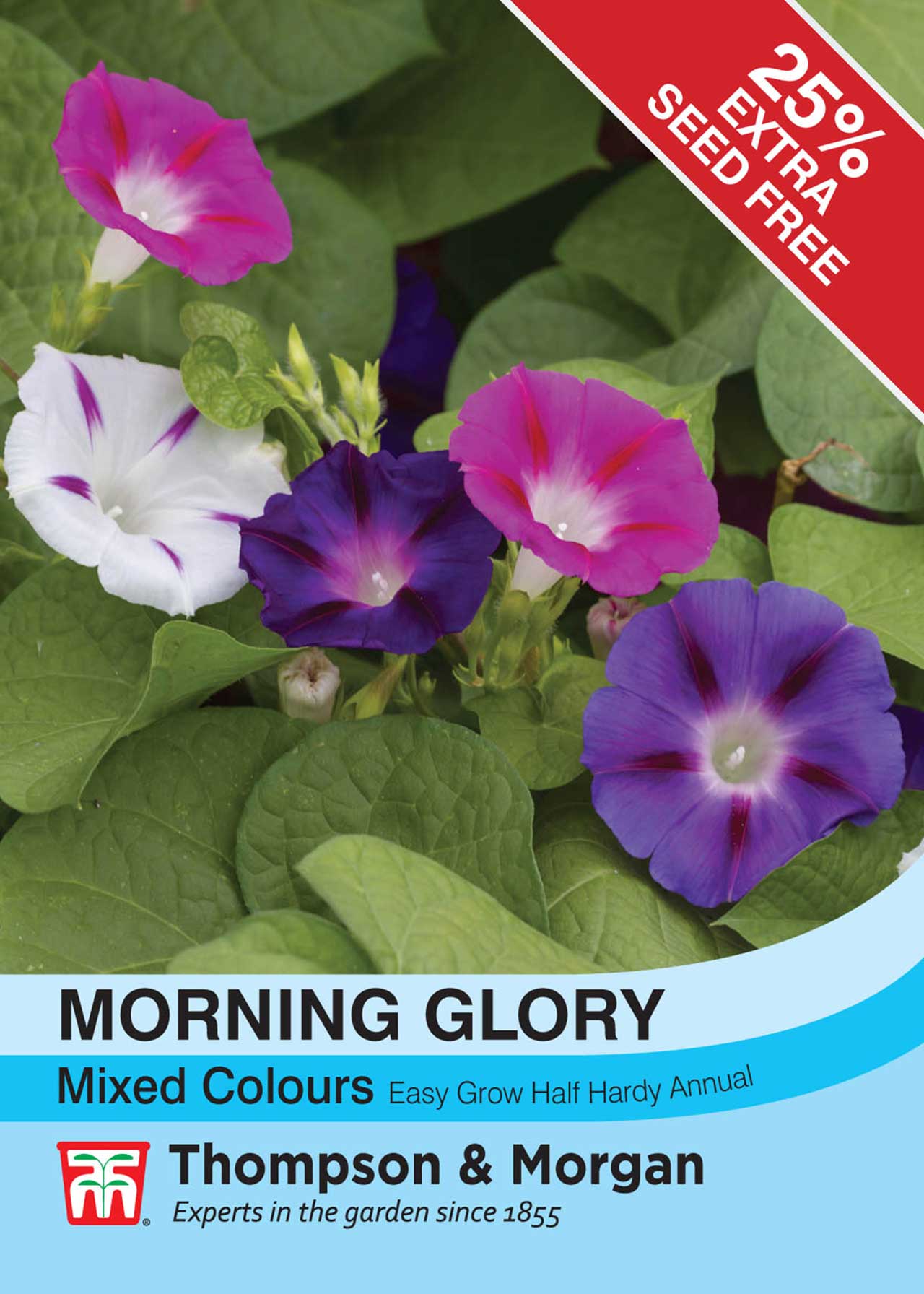 Morning Glory Mixed Colours Seeds Dobbies Garden Centres