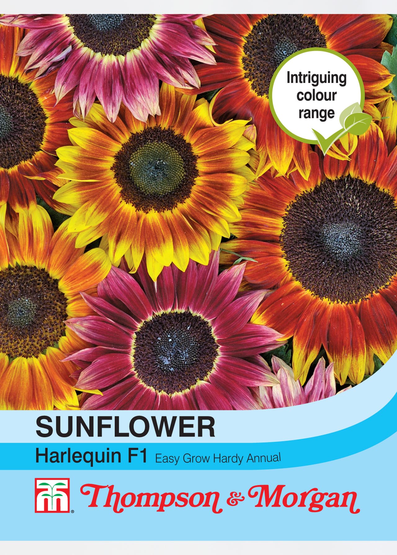Sunflower Harlequin Mix F1 Hybrid Seeds Dobbies Garden Centres