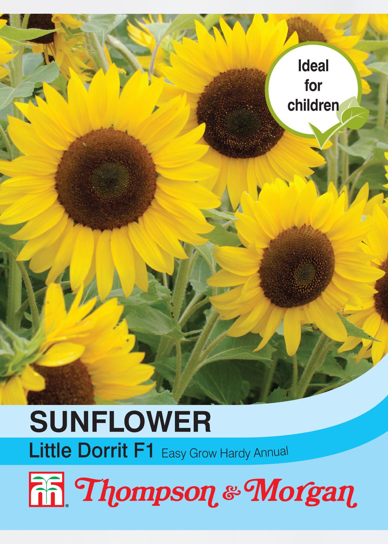 Sunflower Little Dorrit F1 Hybrid Seeds Dobbies Garden Centres