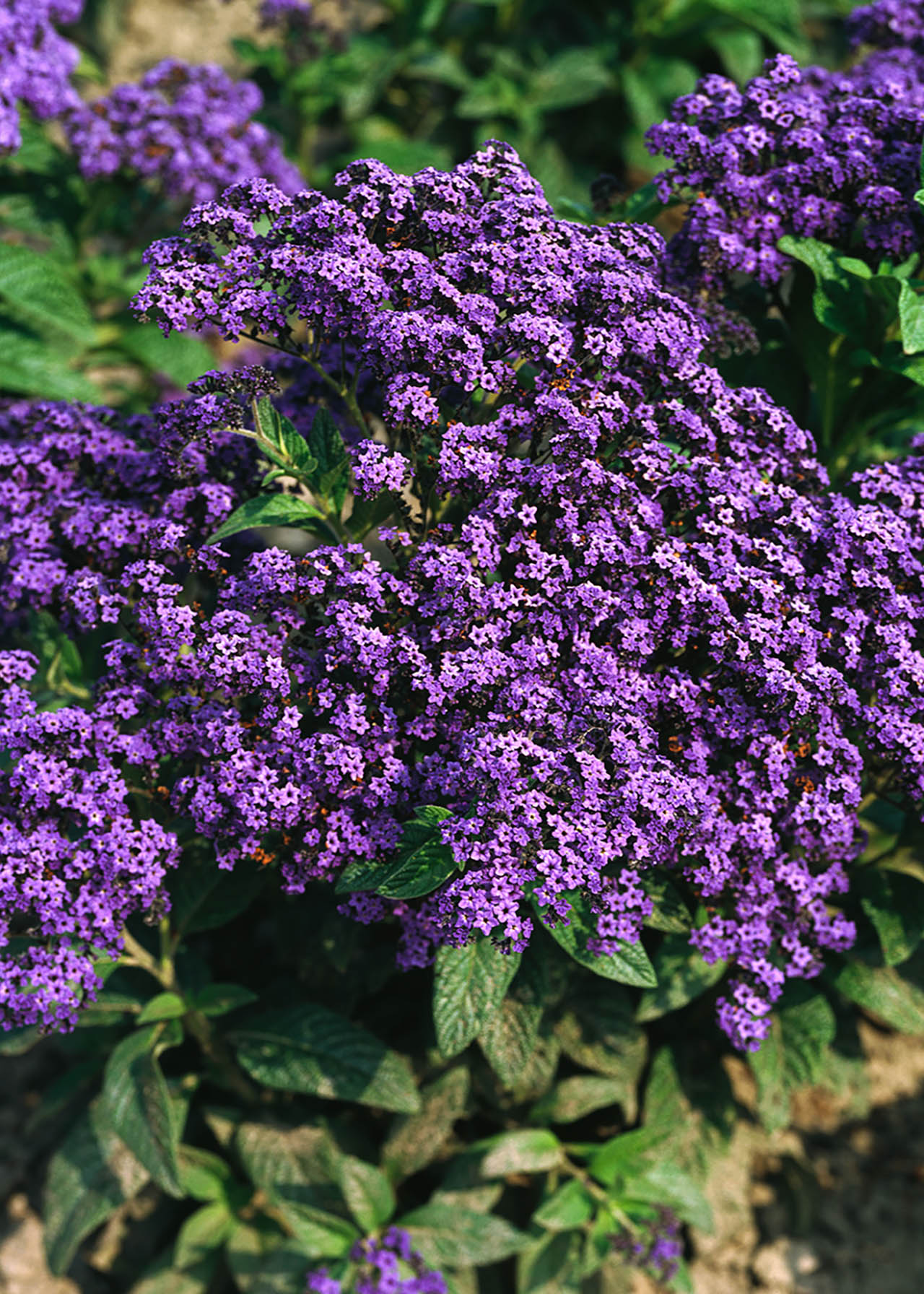 Heliotrope 1ltr