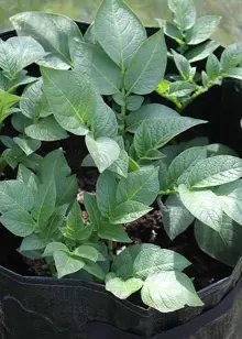 Haxnicks Potato/Tomato Patio Planter 3 Pack
