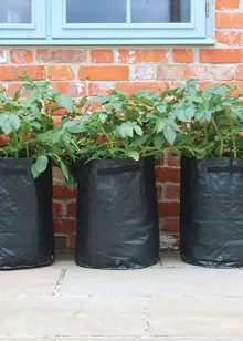 Haxnicks Potato/Tomato Patio Planter 3 Pack