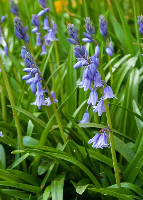 A photo of Fragrant Hyacinthoides Non-Scripta (Bluebell) Pack of 7
