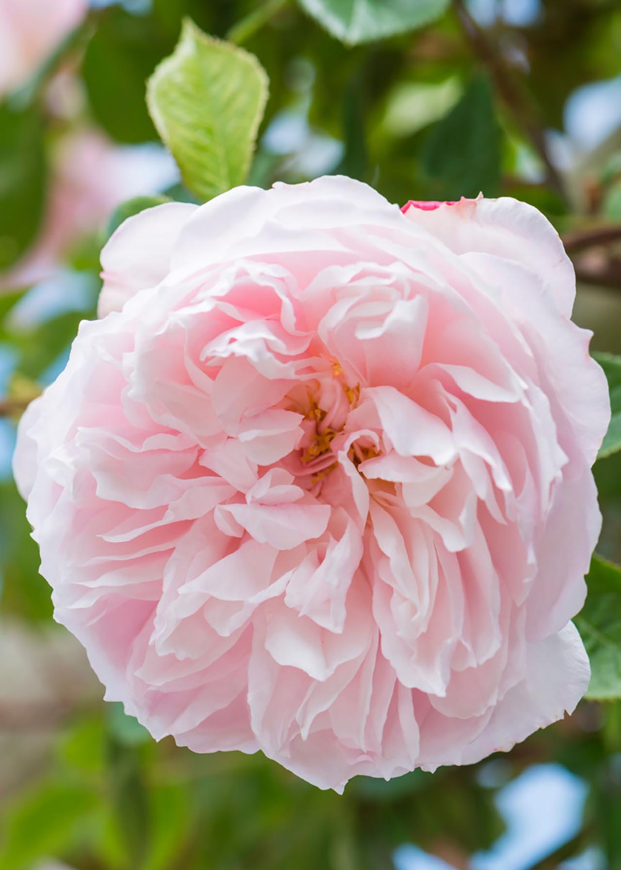 David Austin Climbing Rose 'The Generous Gardener' 6ltr