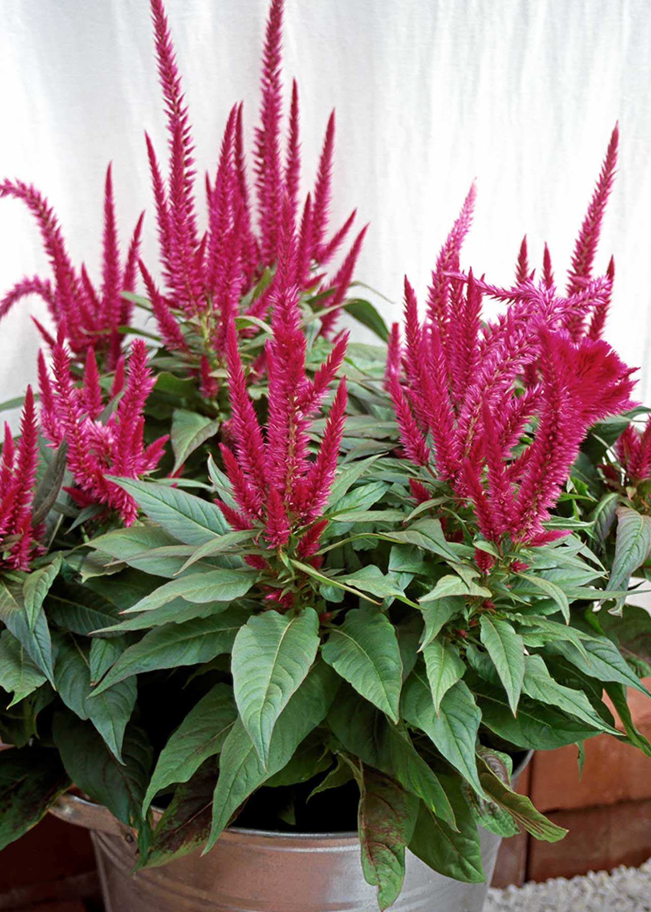 Celosia Caracas 12cm