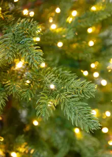 5.5ft Nevado Pre-Lit Artificial Christmas Tree