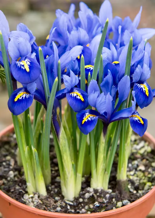 A photo of Iris Reticulata Harmony Pack of 6
