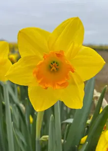 Daffodil (Narcissus) Fortune Carripack 1.5kg