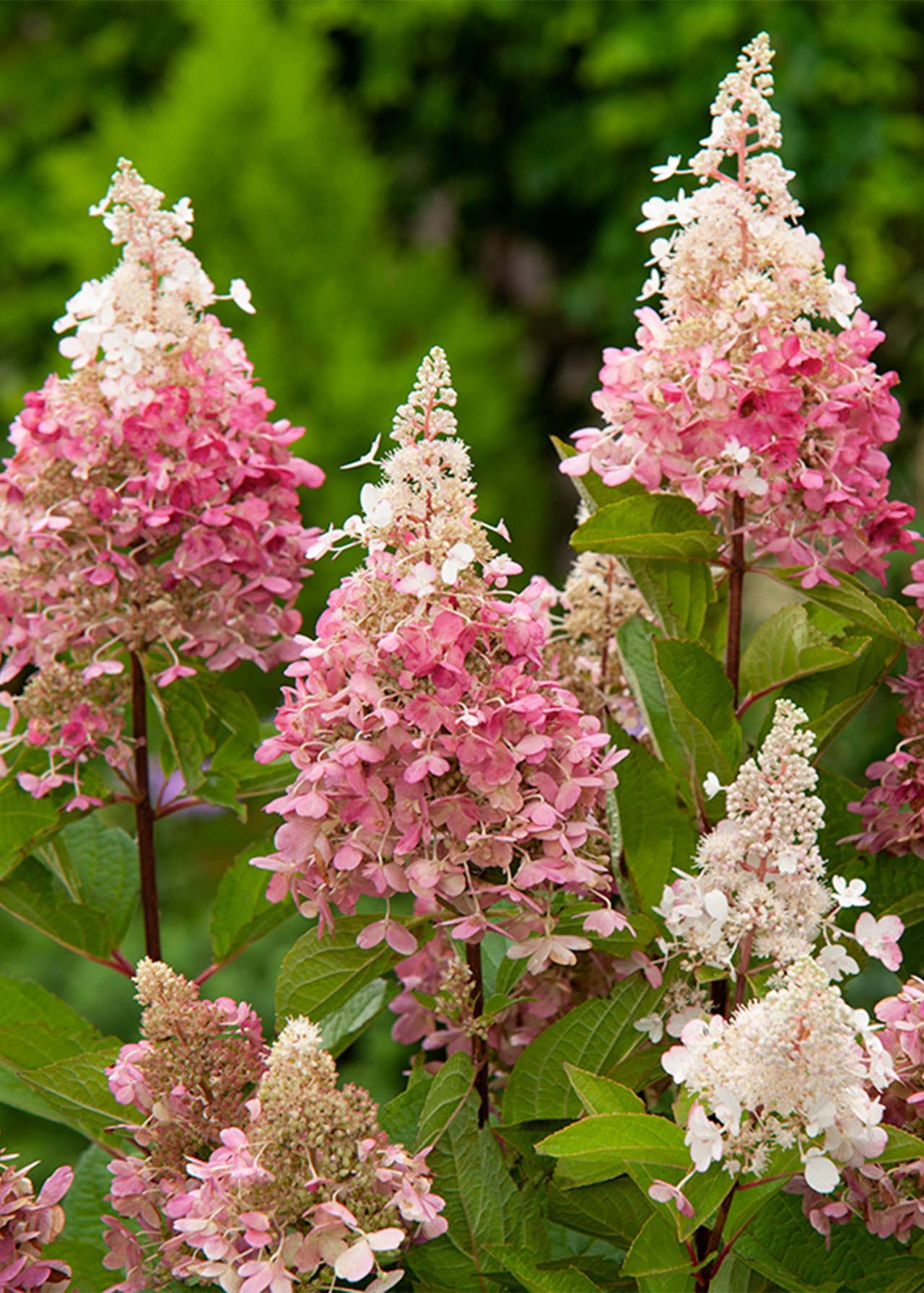 Hydrangea Pinky Winky 3ltr