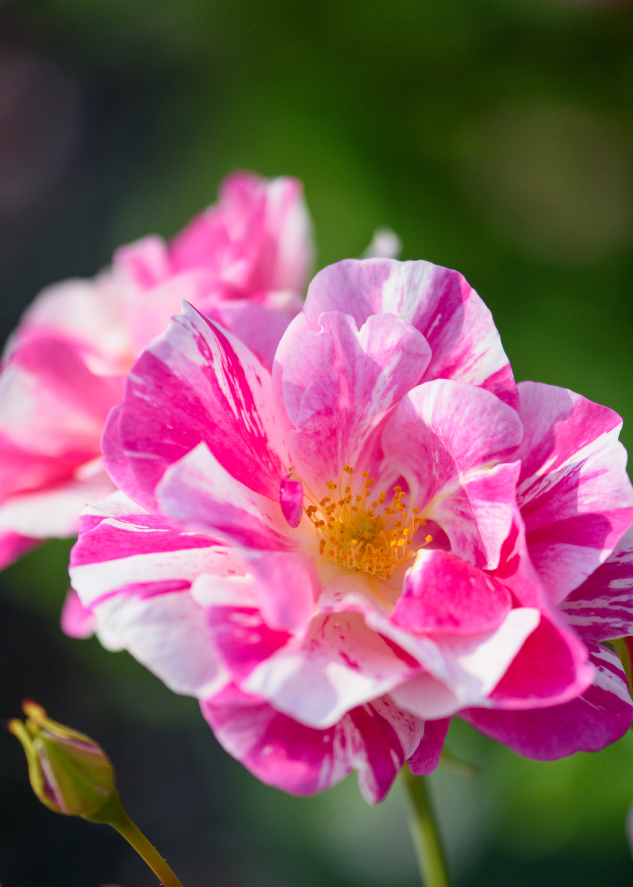 David Austin Rose 'The King's Rose' 6ltr