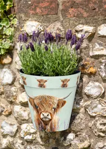 Highland Cow Zest Wall Pot 23cm