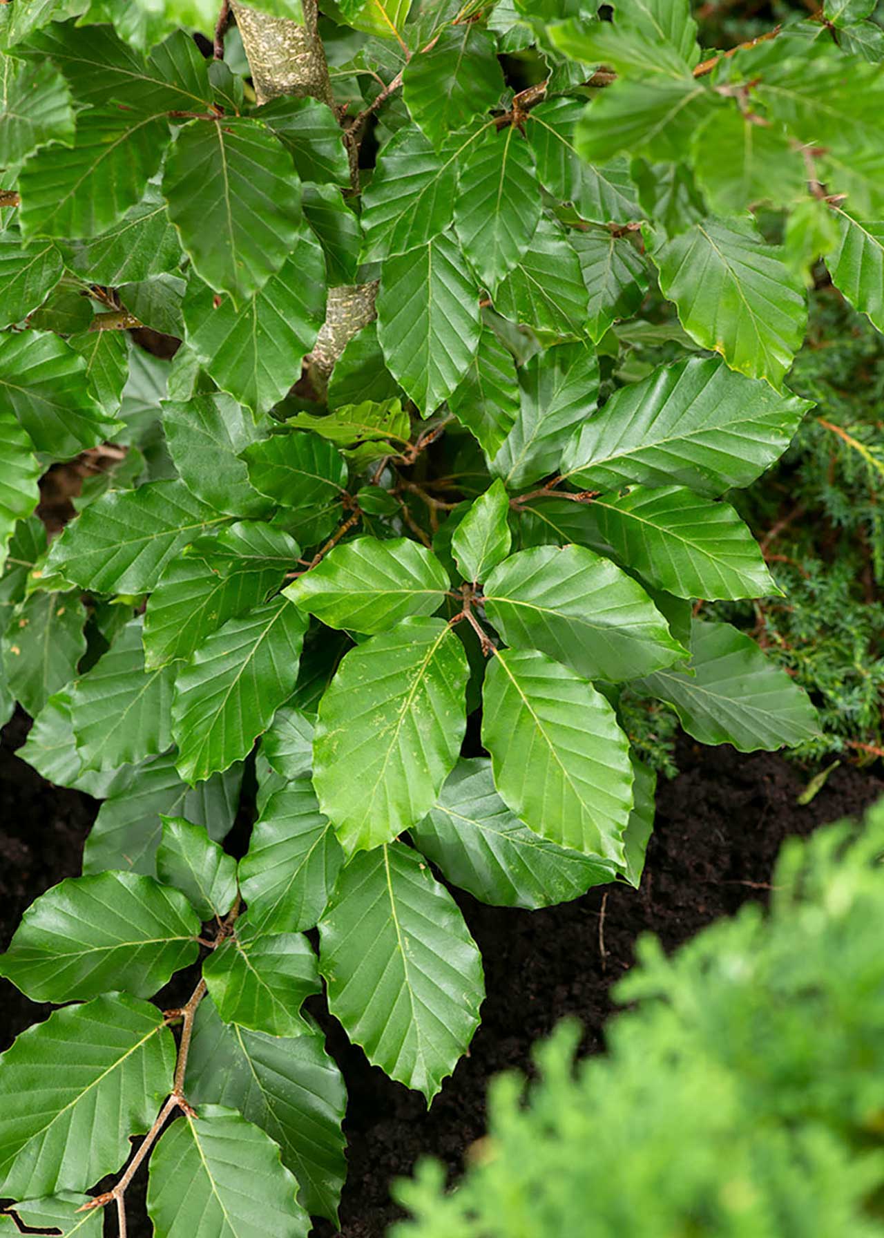 Fagus sylvatica 3ltr