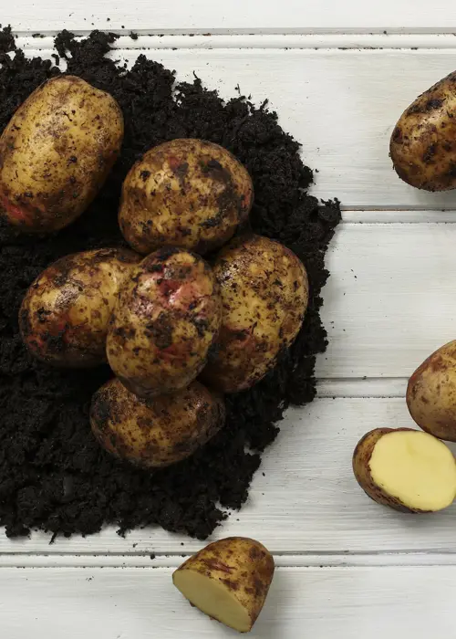 A photo of Seed Potato Picasso 2kg