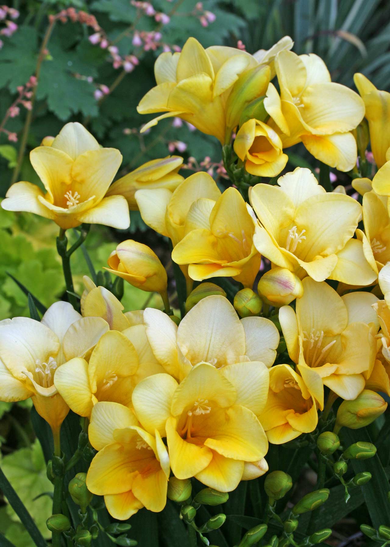 Freesia Sunburst 1.5ltr