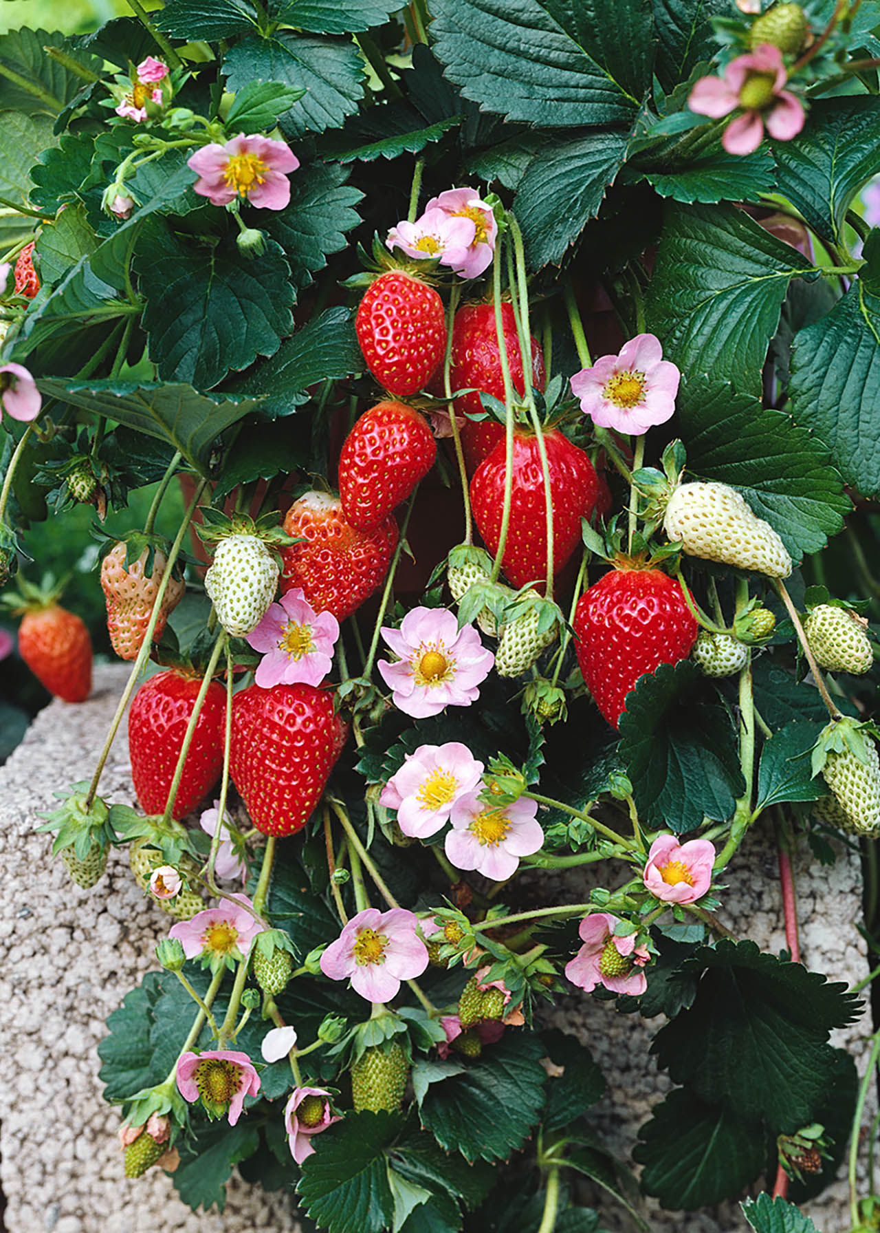 Strawberry Fragoo Pink Hng Pot 25cm