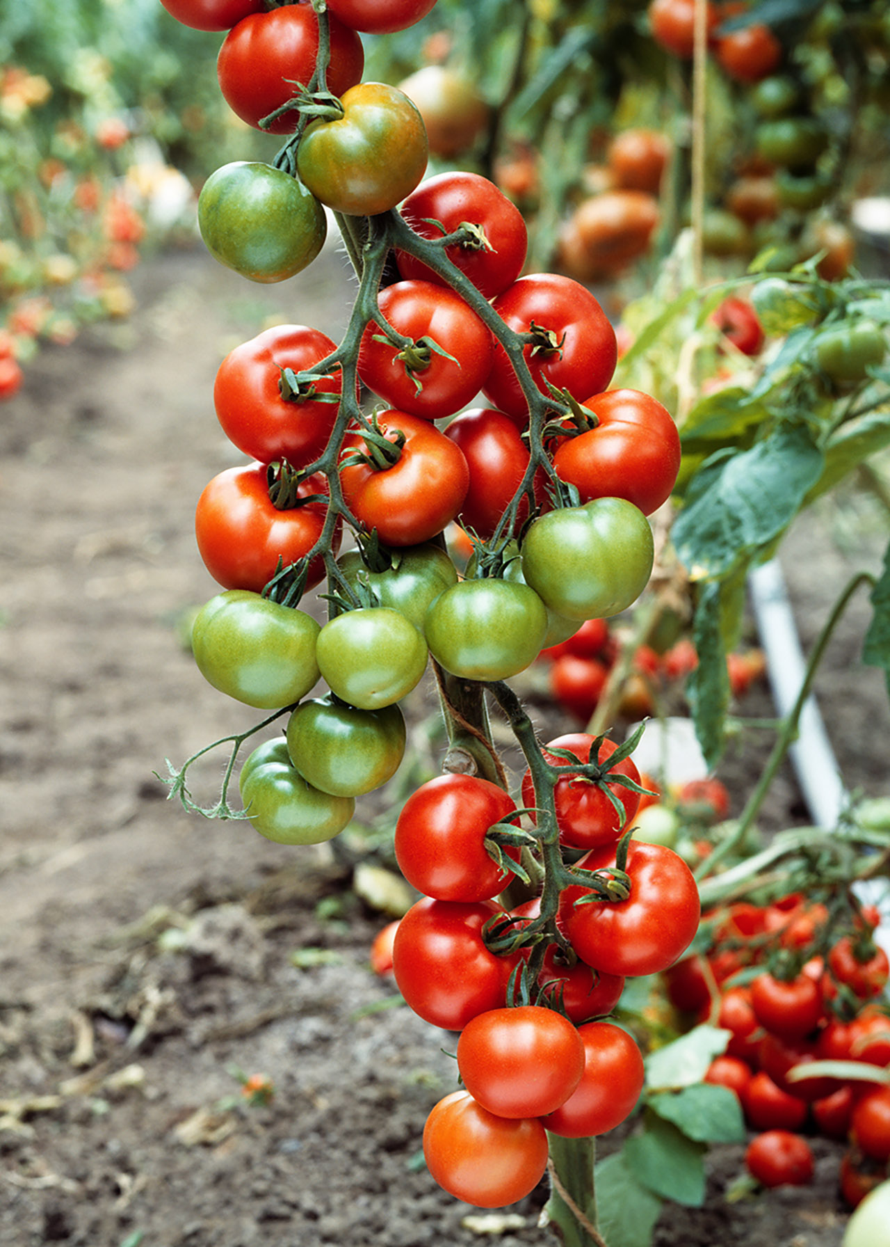 Tomato Ailsa Craig 8.5cm