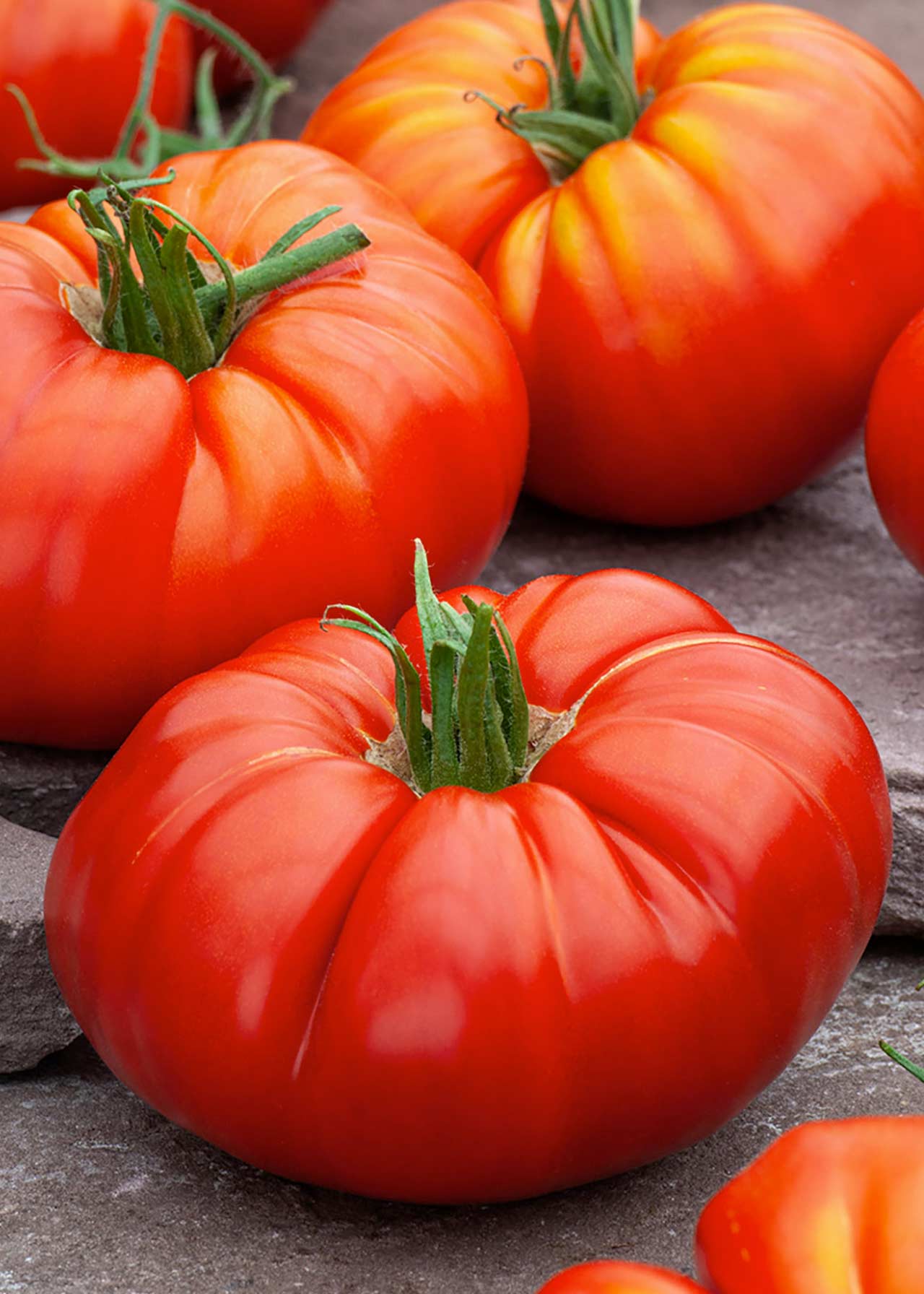 Tomato Beefmaster 8.5cm