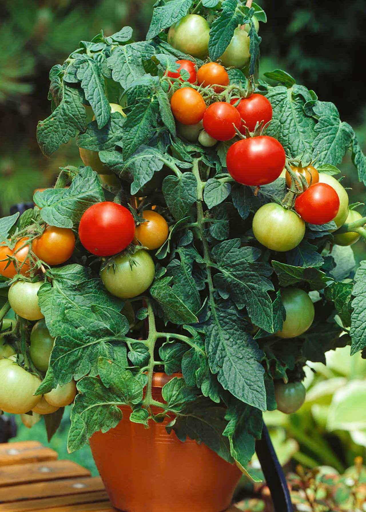 Tomato F1 Totem 8.5cm