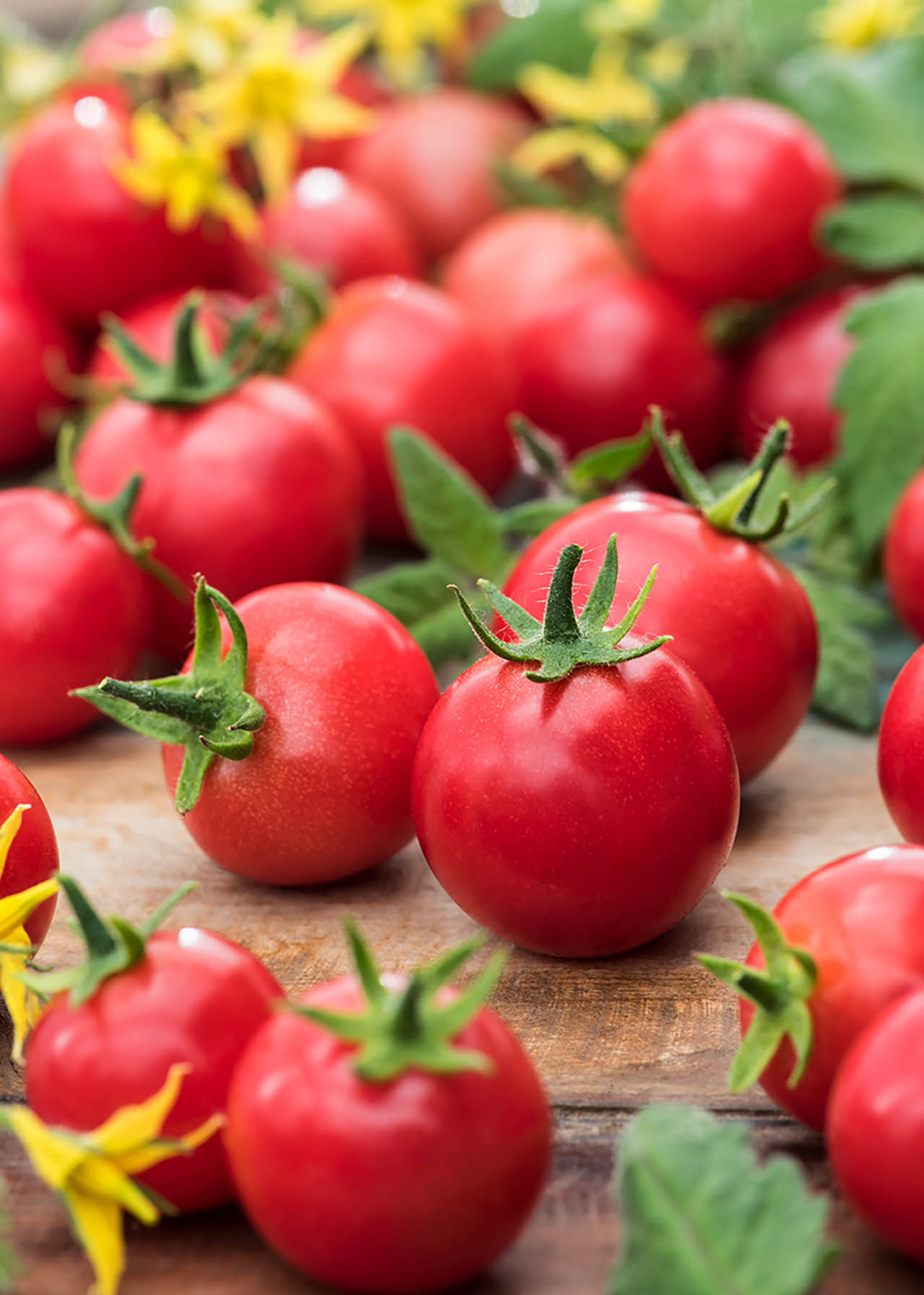 Tomato Gardeners Delight 8.5cm