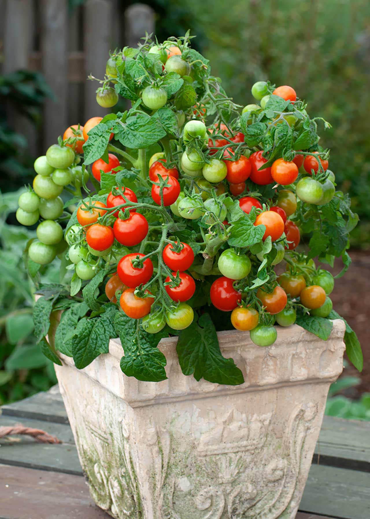 Tomato Tumbling Tom Red 8.5cm
