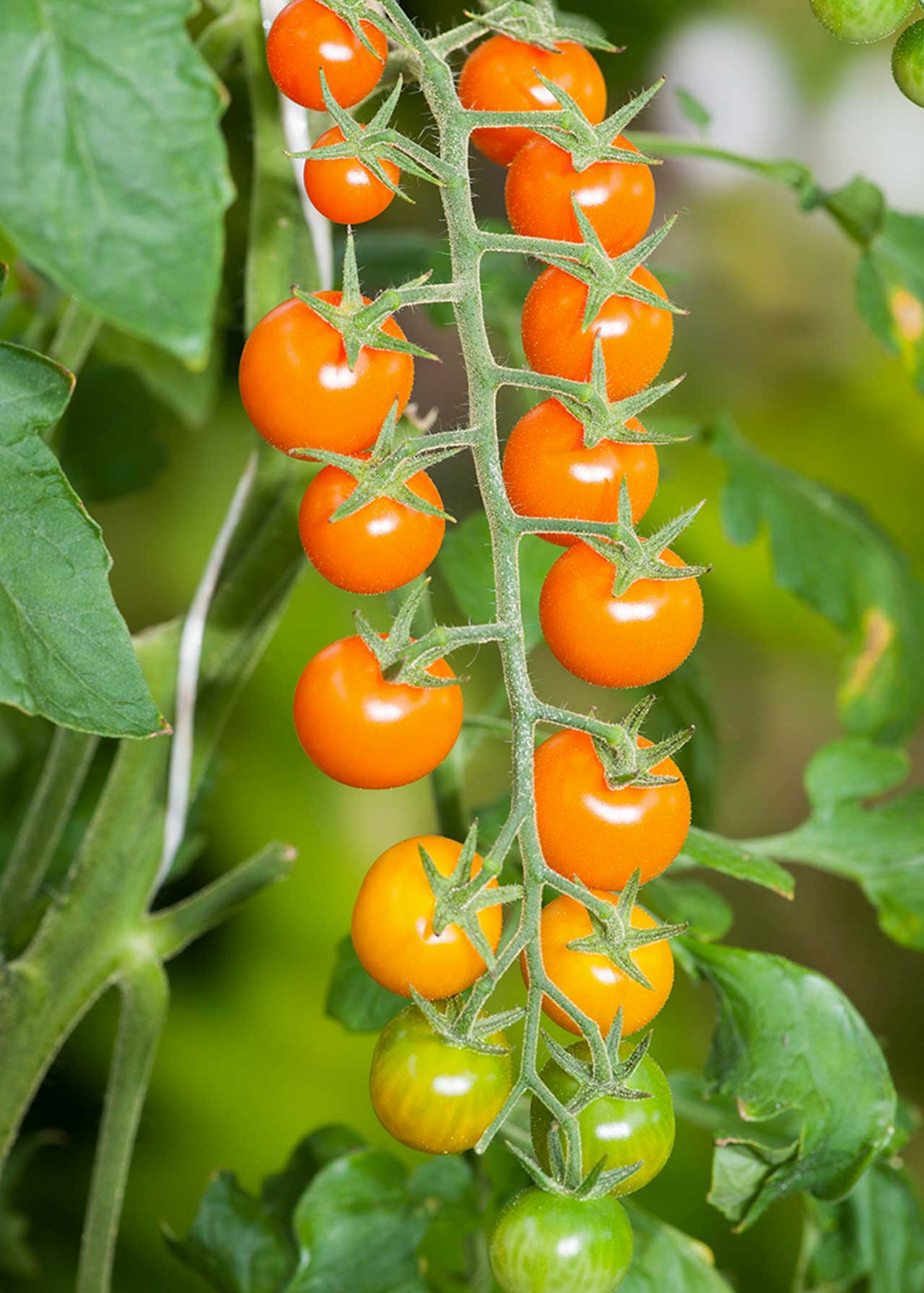 Tomato F1 Sungold 8.5cm