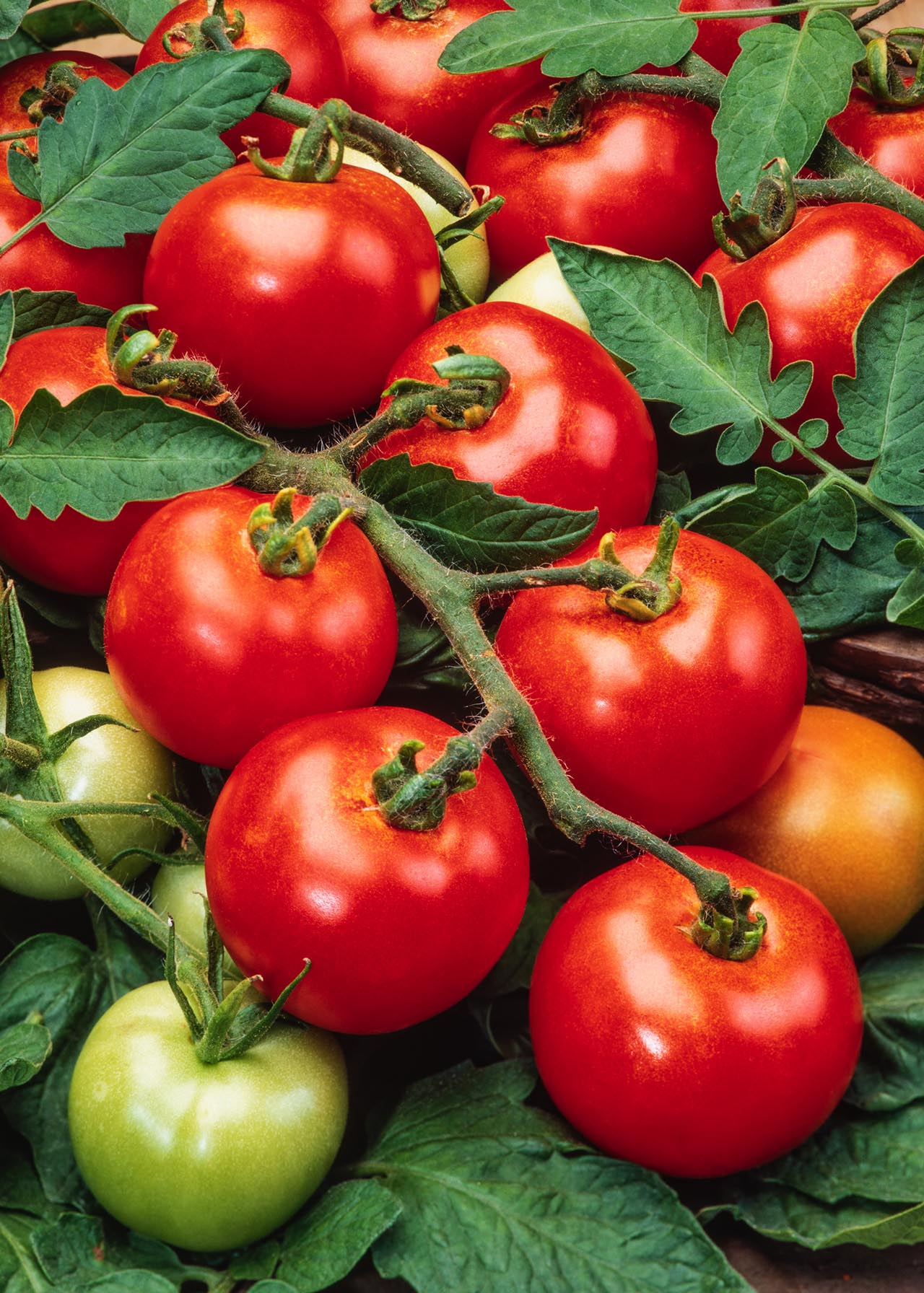 Tomato Moneymaker 1ltr