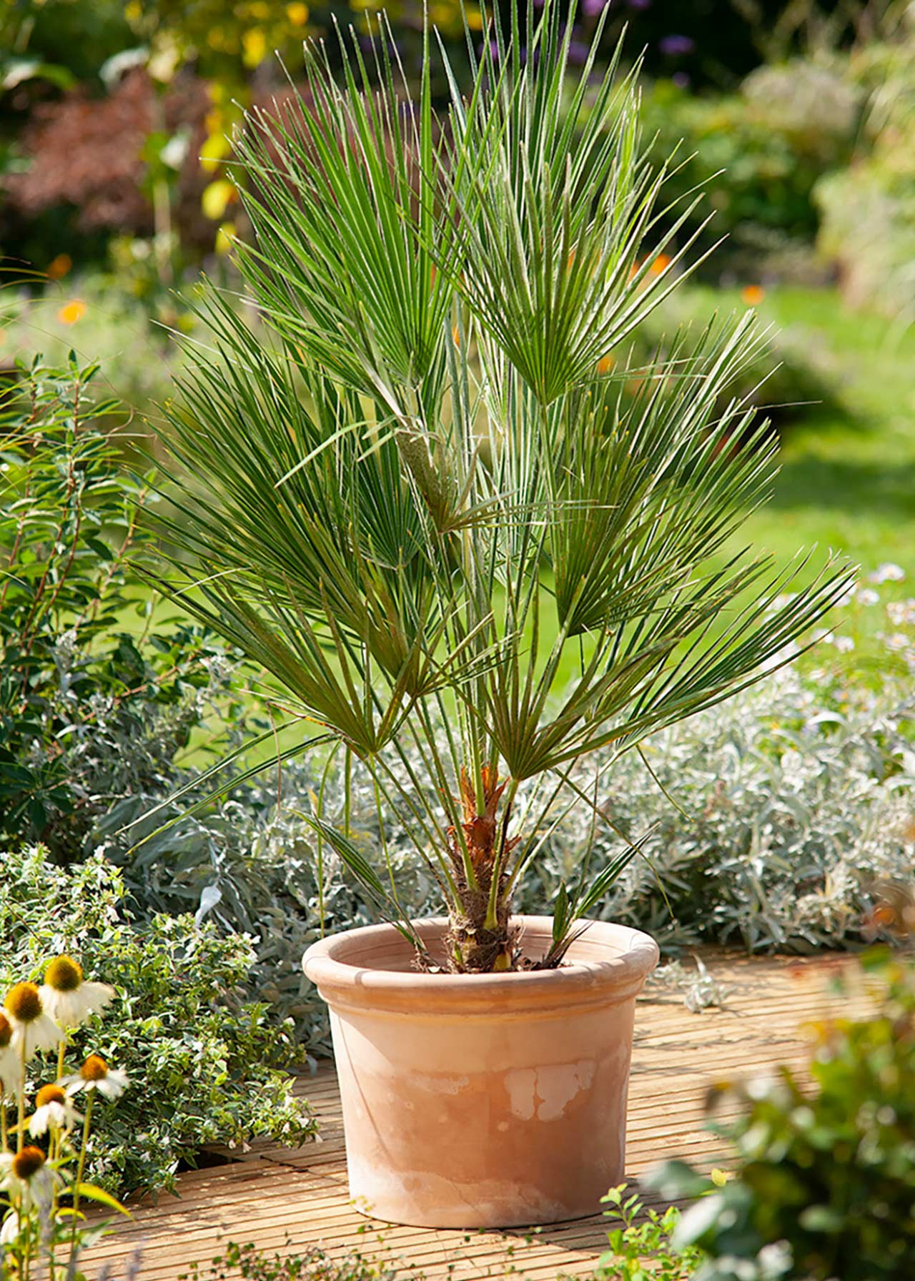 Chamaerops Humilis 60/70 20cm