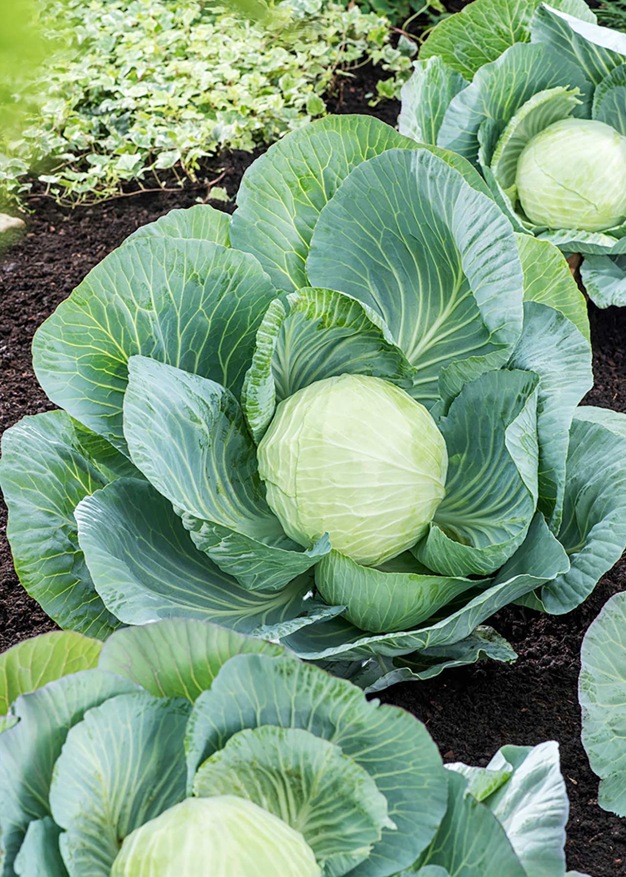 Cabbage Round Strip