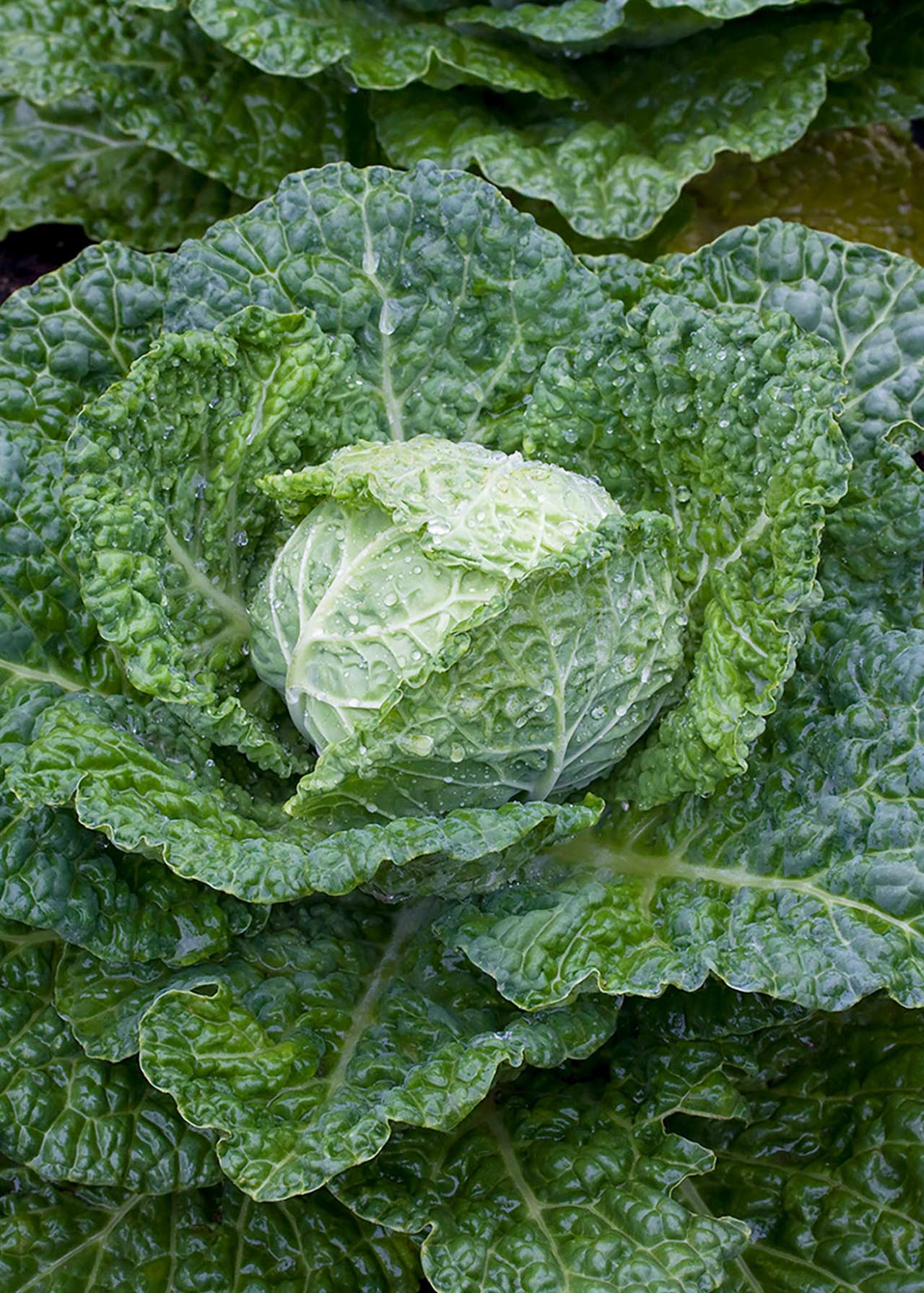 Cabbage Savoy Strip