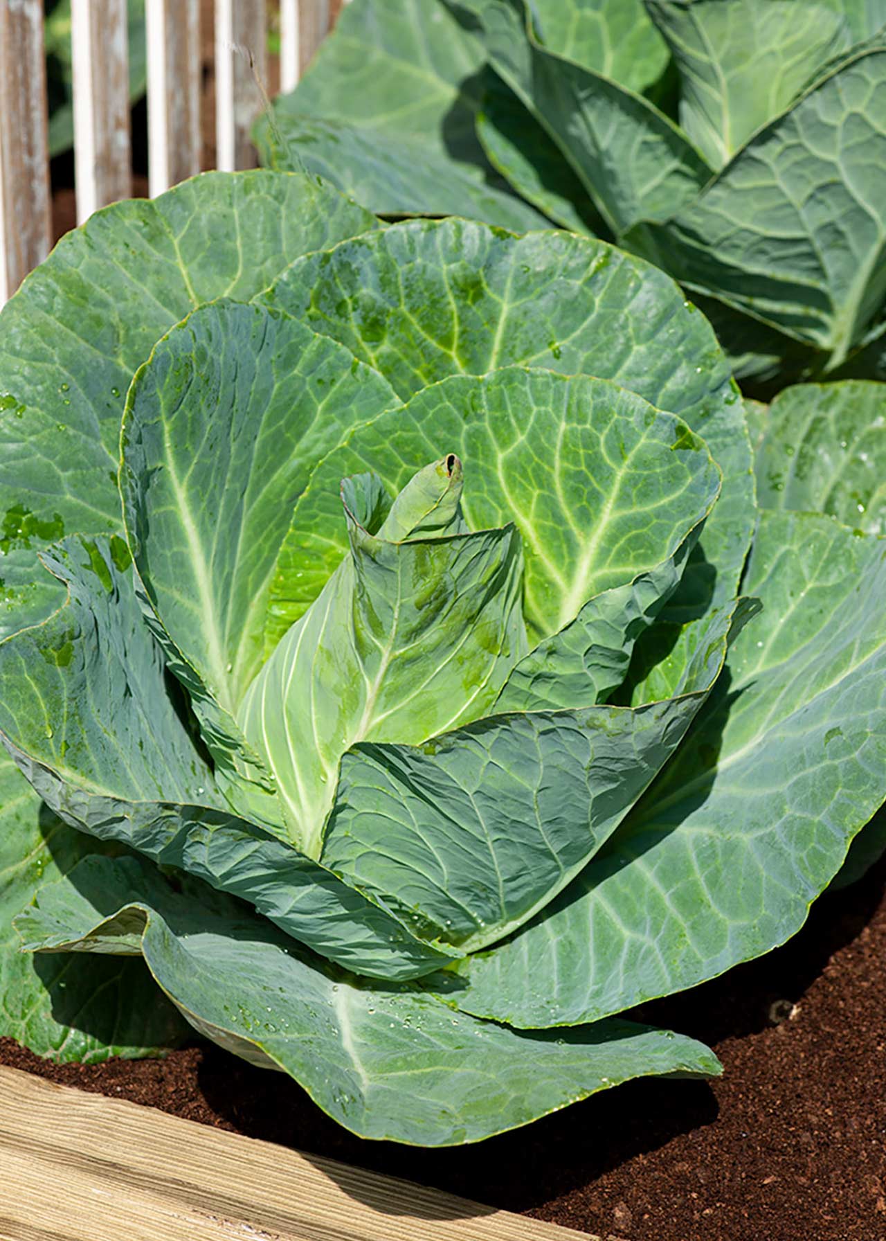 Cabbage Spring Strip