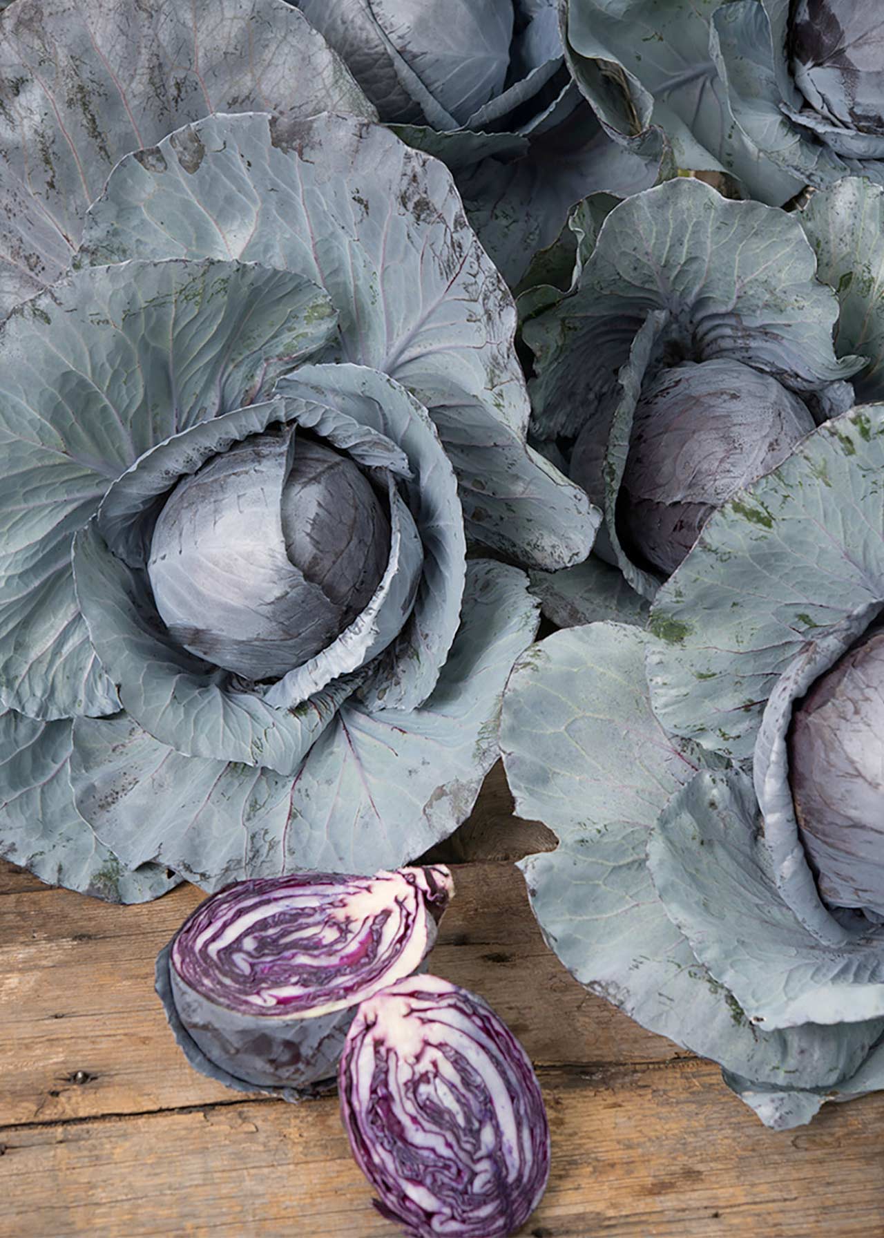 Cabbage Red Strip
