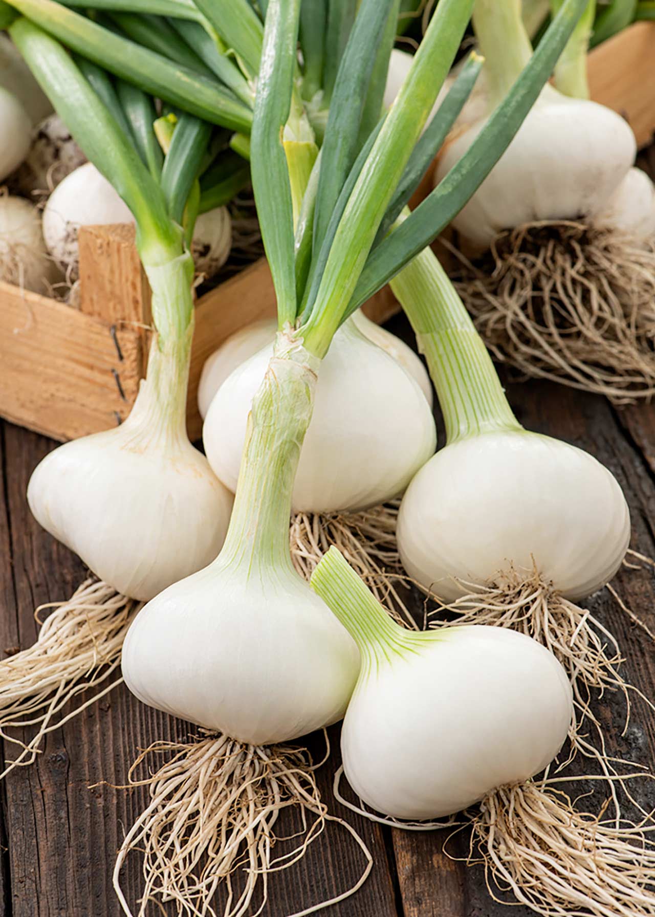 Onion Mammoth White Strip
