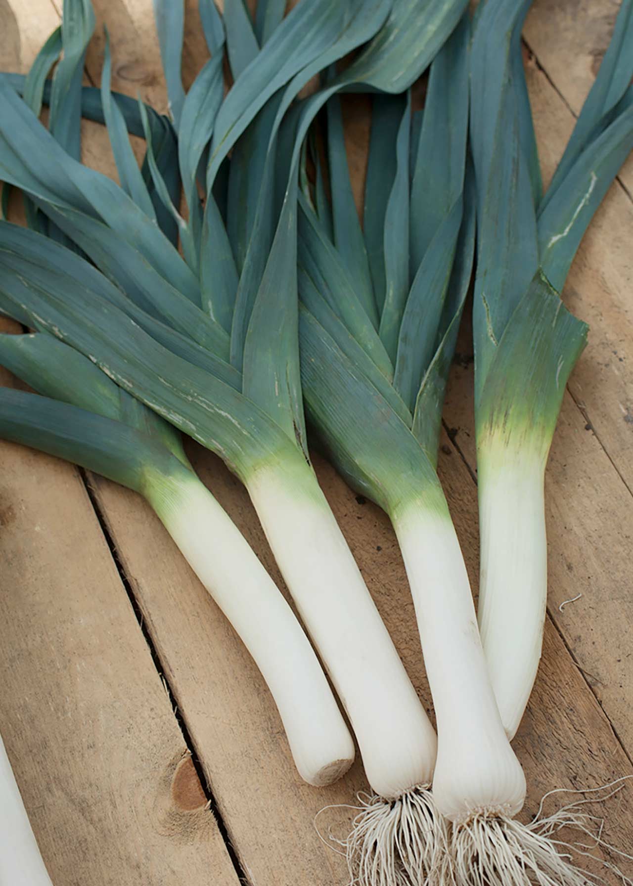 Leek Strip