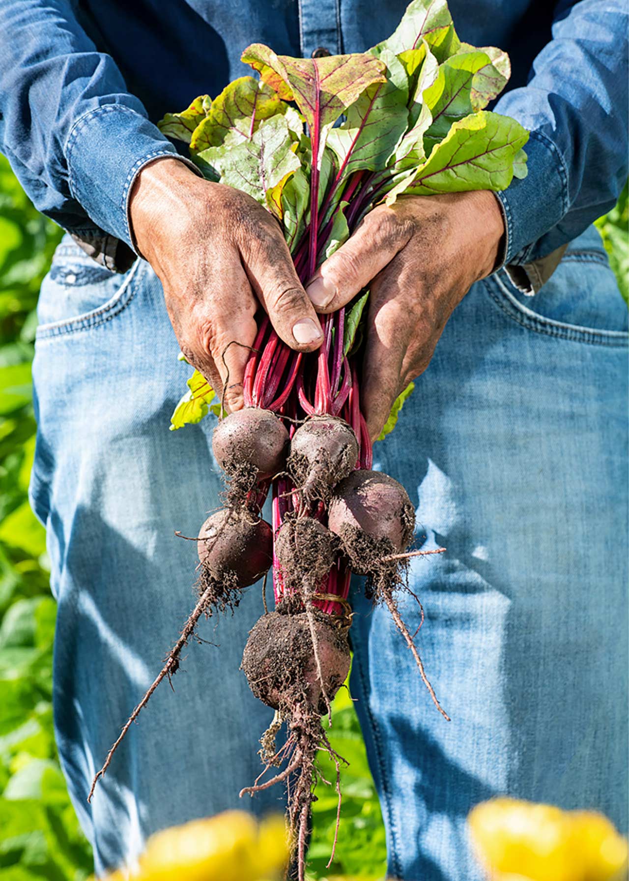 Beetroot Strip