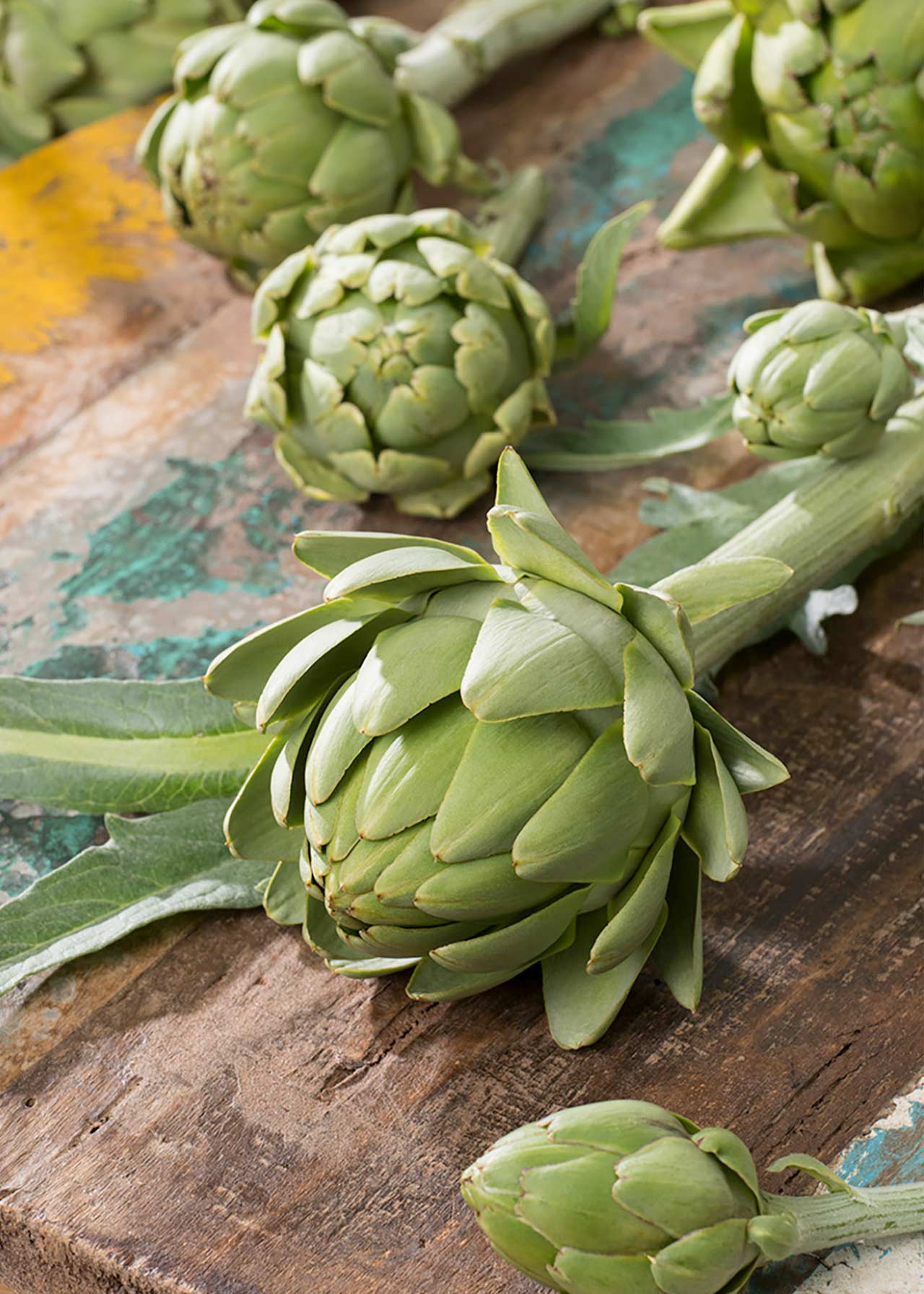 Globe Artichoke Strip