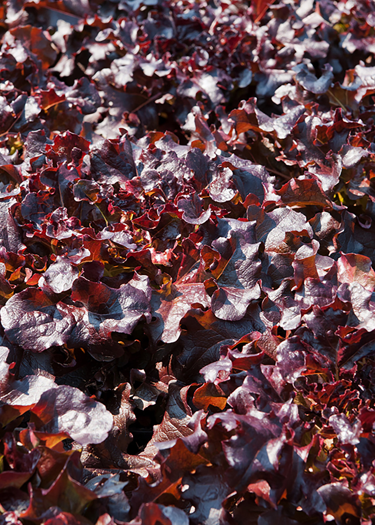 Lettuce Red Salad Bowl Leaf Strip