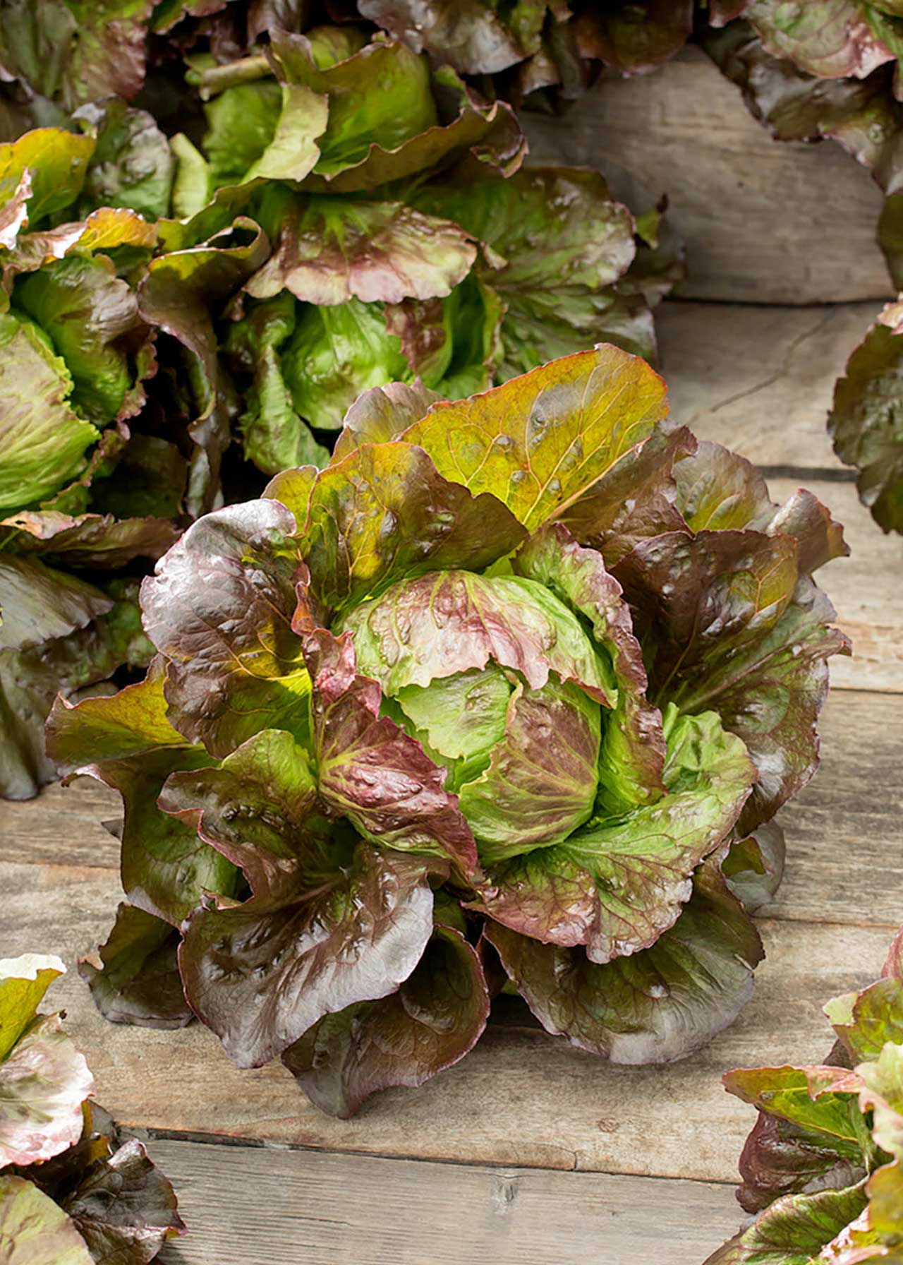 Lettuce Red Little Gem Strip